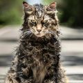 Первый трейлер ремейка «Кладбища домашних животных» по Кингу