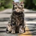 Вышел новый трейлер «Кладбища домашних животных» по Кингу