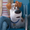 Питомцы тоже люди: Вышел новый трейлер «Тайной жизни домашних животных 2»