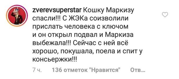 Сергей Зверев спас кошку от голодной смерти - «Новости шоубизнеса»