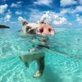 В разработке находится художественный фильм о Fyre Festival