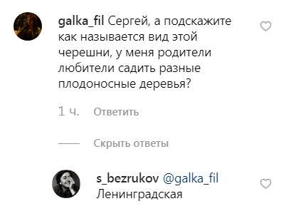 Сергей Безруков похвастался клубничным урожаем на даче - «Новости шоубизнеса»