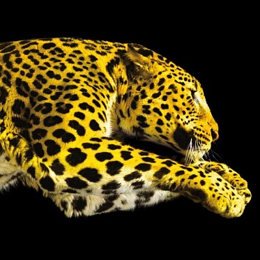 Российские кинематографисты получили призы в Локарно - «Новости кино»