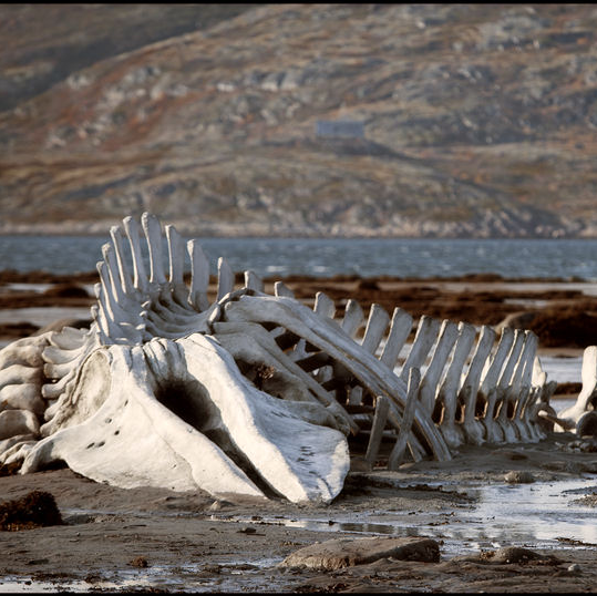 Проекты Роднянского могут «исключить из культурной повестки» в России - «Новости кино»