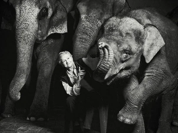 Нина Корнилова — биография, личная жизнь, фото, причина смерти, цирк, дрессировщица слонов, возраст 2025 - 24СМИ - Биография